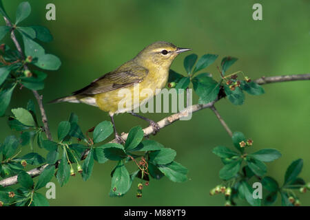 Femmina adulta allevamento Galveston Co., TX Aprile 2003 Foto Stock