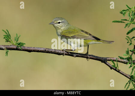 Adulti riproduttori maschi Galveston Co., TX Aprile 2005 Foto Stock