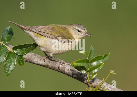 Femmina adulta Galveston Co., TX Aprile 2013 Foto Stock