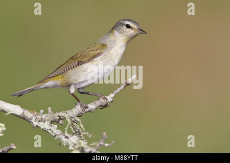 Femmina adulta Galveston Co., TX Aprile 2011 Foto Stock