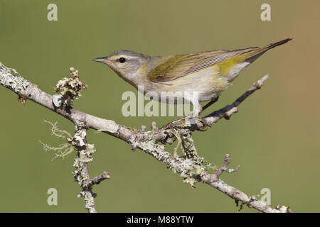 Femmina adulta Galveston Co., TX Aprile 2011 Foto Stock