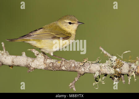 Femmina adulta Galveston Co., TX Aprile 2011 Foto Stock