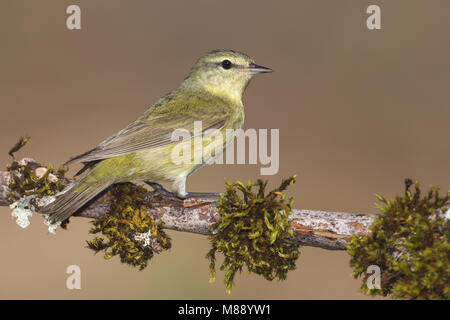 Femmina adulta Galveston Co., TX Maggio 2012 Foto Stock