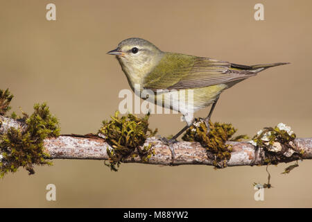 Femmina adulta Galveston Co., TX Maggio 2012 Foto Stock