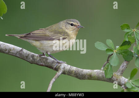 Femmina adulta Galveston Co., TX Aprile 2013 Foto Stock