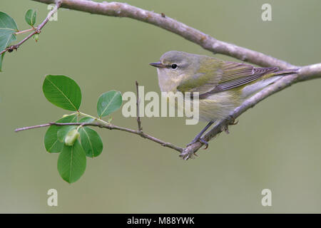 Femmina adulta allevamento Galveston Co., TX Aprile 2006 Foto Stock