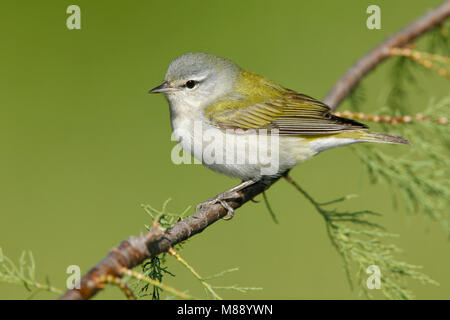 Adulti riproduttori maschi Galveston Co., TX Aprile 2008 Foto Stock