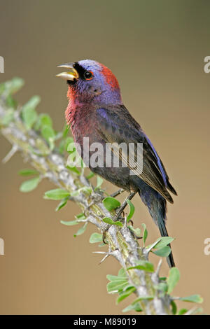 Maschio adulto Santa Cruz Co., AZ Luglio 2005 Foto Stock