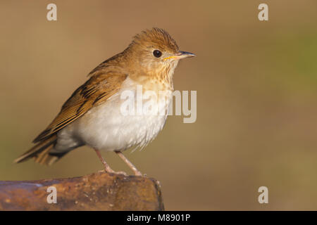 Adulto Galveston Co., TX Aprile 2013 Foto Stock