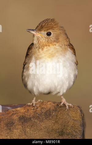 Adulto Galveston Co., TX Aprile 2013 Foto Stock