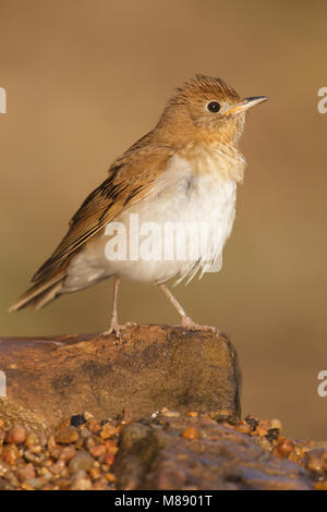 Adulto Galveston Co., TX Aprile 2013 Foto Stock