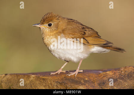 Adulto Galveston Co., TX Aprile 2013 Foto Stock