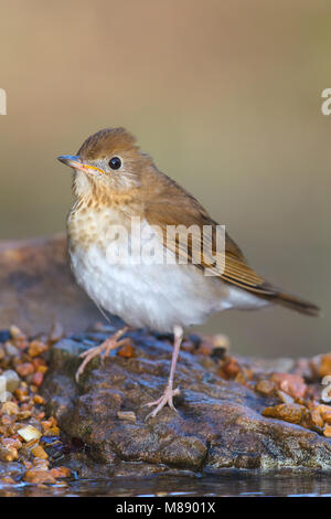 Adulto Galveston Co., TX Aprile 2013 Foto Stock