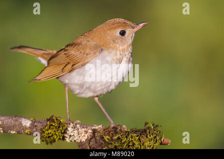 Adulto Galveston Co., TX Aprile 2012 Foto Stock