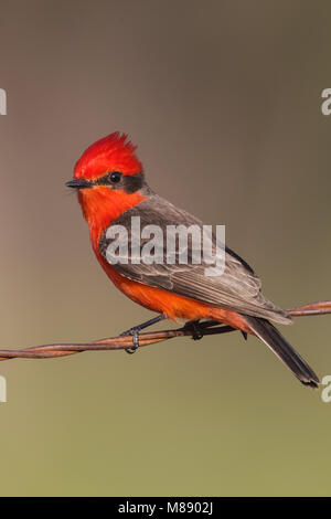 Maschio adulto Kimble Co., TX Aprile 2012 Foto Stock