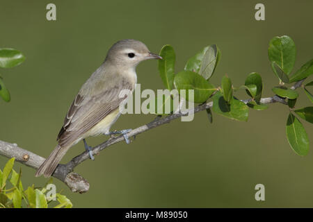 Adulto Galveston Co., TX Aprile 2014 Foto Stock