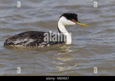 Riproduttori adulti Box Elder Co., UT Giugno 2013 Foto Stock