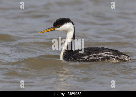 Riproduttori adulti Box Elder Co., UT Giugno 2013 Foto Stock