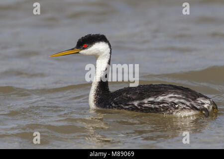 Riproduttori adulti Box Elder Co., UT Giugno 2013 Foto Stock