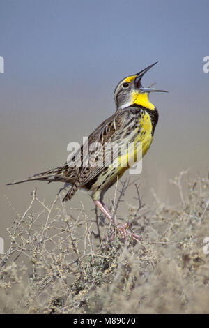 Riproduttori adulti Kern Co., CA Marzo 1998 Foto Stock