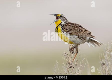 Scatola per adulti Elder Co., UT Giugno 2013 Foto Stock