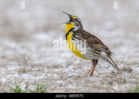 Riproduttori adulti Box Elder Co., UT Giugno 2013 Foto Stock