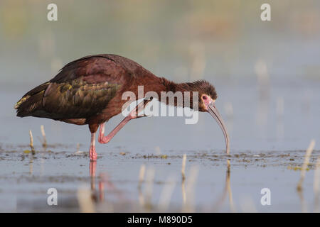 Riproduttori adulti Box Elder Co., UT Giugno 2013 Foto Stock