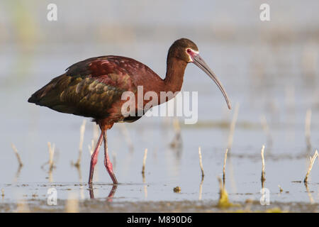 Riproduttori adulti Box Elder Co., UT Giugno 2013 Foto Stock