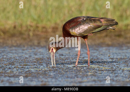 Riproduttori adulti Galveston Co., TX Aprile 2011 Foto Stock