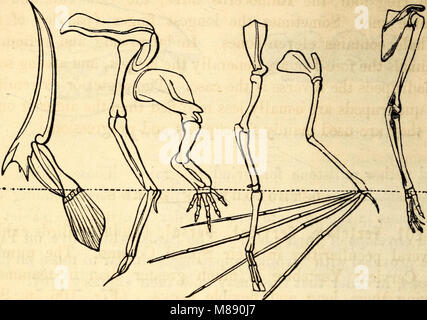 "Elementary Anatomy and Physiology" (1869) è un libro di testo destinato agli istituti di istruzione, che tratta i principi fondamentali dell'anatomia e della fisiologia umana. Introduce gli studenti alla struttura e alla funzione del corpo umano, fornendo conoscenze di base per gli studi medici. Foto Stock
