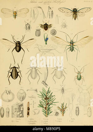 Die forst-insecten - oder Abbildung und beschreibung der in den wäldern Preussens und der nachbarstaaten als schädlich oder nützlich bekannt gewordenen insecten; in systematischer folge und mit (20915777275) Foto Stock