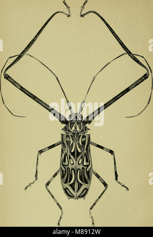 Testo elementare-libro di entomologia (1892) (21041034110) Foto Stock