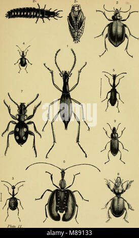 Testo elementare-libro di entomologia (1892) (21042307699) Foto Stock