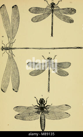 Testo elementare-libro di entomologia (1892) (21042423879) Foto Stock