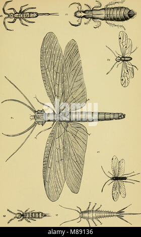 Testo elementare-libro di entomologia (1892) (21042425979) Foto Stock