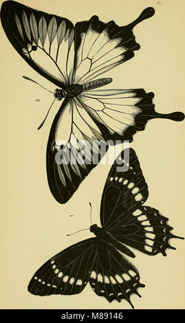 Testo elementare-libro di entomologia (1892) (21229395355) Foto Stock