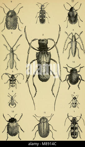 Testo elementare-libro di entomologia (1892) (21237173601) Foto Stock
