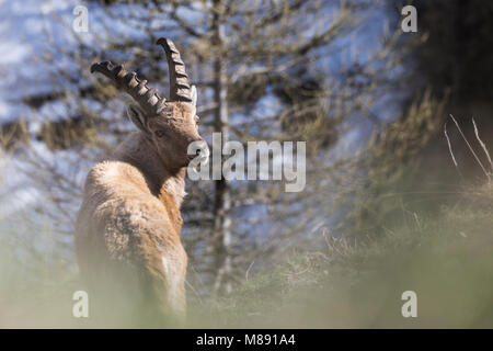 Capra Ibex in valle di Chianale, Pontechianale village, Distretto di Cuneo, Piemonte, Italia Foto Stock