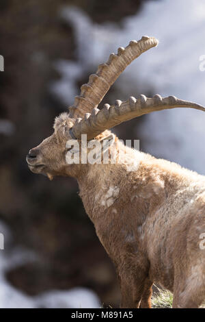Capra Ibex in valle di Chianale, Pontechianale village, Distretto di Cuneo, Piemonte, Italia Foto Stock
