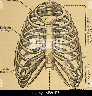 Elementi di fisiologia animale, principalmente umana (1873) (14596159518) Foto Stock