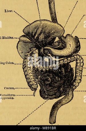 Elementi di fisiologia animale, principalmente umana (1873) (14780475034) Foto Stock