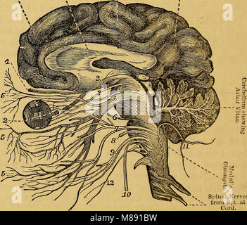 Elementi di fisiologia animale, principalmente umana (1873) (14780489384) Foto Stock