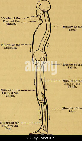 Elementi di fisiologia animale, principalmente umana (1873) (14802692733) Foto Stock