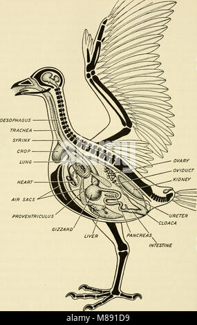 Elementi di biologia, con particolare riferimento al loro ruolo nella vita degli animali (1933) (20617938354) Foto Stock