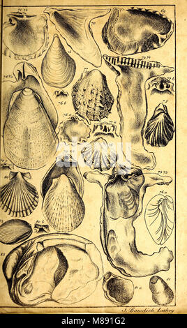 Elementi di conchology - compresi i generi fossili e gli animali (1822) (21221014456) Foto Stock