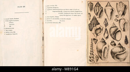 Elementi di conchology - compresi i generi fossili e gli animali (1822) (21236719852) Foto Stock