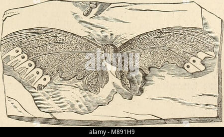 Elementi di geologia, o gli antichi cambiamenti della terra e i suoi abitanti come illustrato da monumenti geologici (1868) (21248563842) Foto Stock