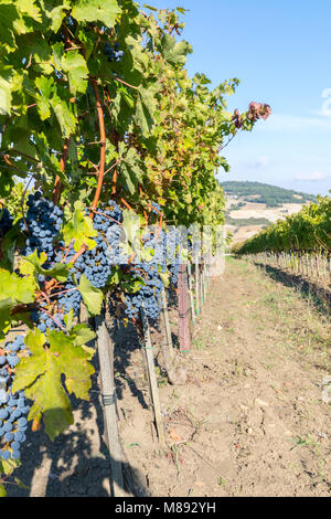 Toscana vigneto tipico , Val d'Orcia, Pienza, villaggio del distretto di Siena, Toscana, Italia Foto Stock