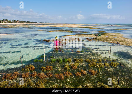 Tanzania, isola di Zanzibar, Unguja, Jambiani beach, raccolta di alghe marine in uno degli allevamenti di subacquea, Jambiani Foto Stock