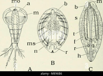 Entomologia - con particolare riferimento alla sua attività biologica e gli aspetti economici (1906) (14780804031)